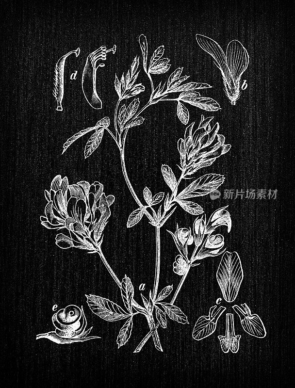 植物学植物仿古雕刻插图:Medicago sativa (Alfalfa, lucerne)